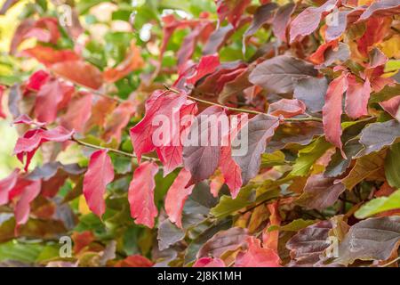 Eisenholz, Parrotia persica, Herbstblätter, Bundesrepublik Deutschland Stockfoto