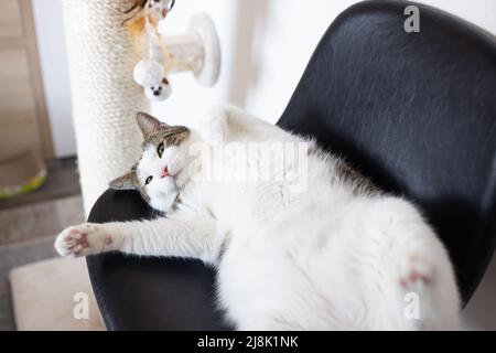 Die fette faule Katze liegt auf einem Lederstuhl neben dem Sisal-Kratzbaum, sieht genervt aus und ist nicht in der Stimmung. Katzenkratzer, Kletterstangen für Katzenkrallen und Möbelkonzept. Selektiver Fokus, Nahaufnahme Stockfoto
