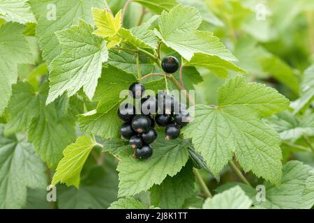 Europäische schwarze Johannisbeere (Ribes nigrum 'Tsema', Ribes nigrum Tsema), schwarze Johannisbeeren, Sorte Tsema Stockfoto