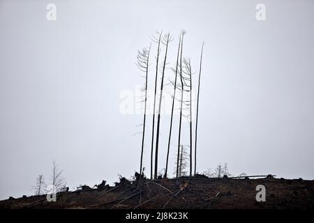 Kaiserfichte (Picea abies), verendete Fichtenwälder nach Trockenheit und Befall von Graverskäfern, Klimawandel, Deutschland, Nordrhein-Westfalen, Stockfoto