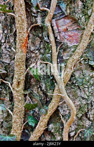 Englischer Efeu, gewöhnlicher Efeu (Hedera Helix), Wurzeln und Blätter auf einem Baumstamm, Deutschland, Nordrhein-Westfalen Stockfoto