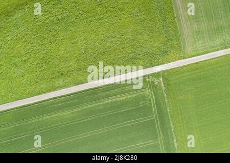 Ungebeugter Feldweg durch grüne Feldlandschaft im Frühjahr, Luftaufnahme, 04/21/22, Schweiz, Zürcher Oberland Stockfoto