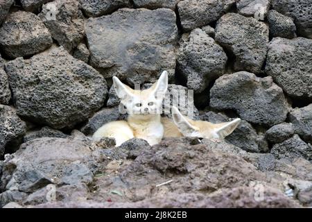 fennec-Fuchs (Fennecus zerda, Vulpes zerda), zwei Fennec-Füchse vor einer Steinmauer Stockfoto