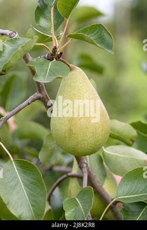 Birne (Pyrus communis 'Pastorenbirne', Pyrus communis Pastorenbirne), auf einem Baum, Sorte Pastorenbirne Stockfoto