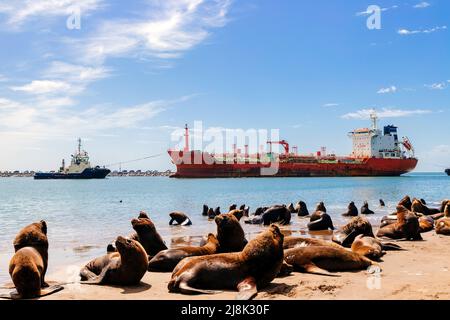 Massengutfrachter, der in den argentinischen Hafen von Necochea eindringt. Blick auf den Hafen mit vielen Seelöwen am Strand. Stockfoto