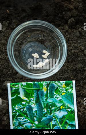 Gurkensamen in einem Gewächshaus Pflanzen. Gurkensamen im Garten neben der Packung Stockfoto