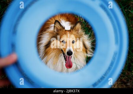 Der Hund sieht den Besitzer mit verrücktem Interesse durch die fliegende Scheibe an Stockfoto