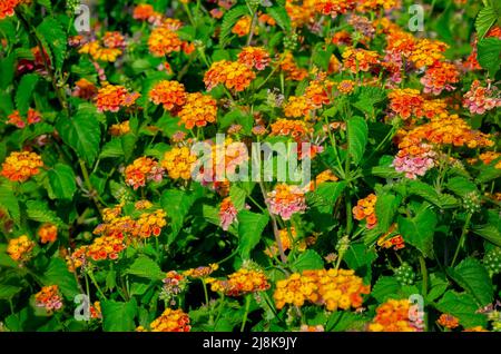 Gemeine lantana wächst wild, 28. April 2022, auf Dauphin Island, Alabama. lantana (Lantana camara) ist auch als Strauch Verbena bekannt. Stockfoto