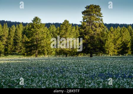 Wildblumen blühen in Fülle entlang der Red Rock Road im Island Park, Fremont County, Idaho, USA Stockfoto