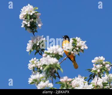 Ein männlicher Baltimore Orioles (Icterus galbula), der in einem blühenden Baum vor blauem Himmel steht Stockfoto