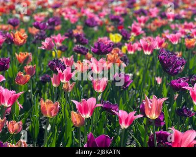 Wunderschöne Blumen beim jährlichen Ottawa Tulip Festival, einem jährlichen Fest in der Hauptstadt des Landes. Stockfoto