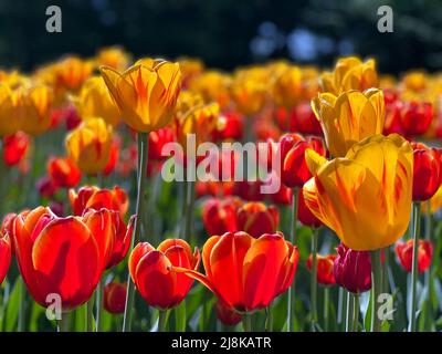 Nahaufnahme von Glühbirnen beim Ottawa Tulip Festival, einem jährlichen Frühlingsfest in der Hauptstadt Kanadas. Stockfoto