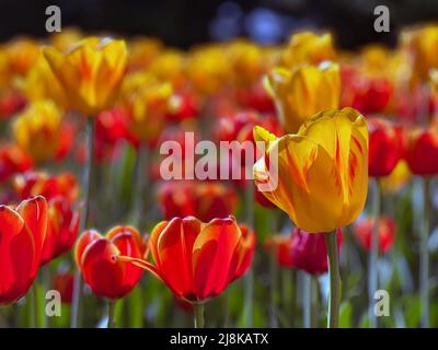 Nahaufnahme von Glühbirnen beim Ottawa Tulip Festival, einem jährlichen Frühlingsfest in der Hauptstadt Kanadas. Stockfoto