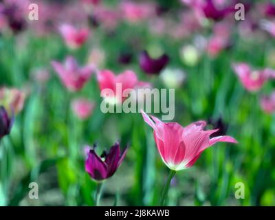 Wunderschöne Blumen beim jährlichen Ottawa Tulip Festival, einem jährlichen Fest in der Hauptstadt des Landes. Stockfoto