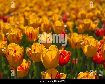 Nahaufnahme von Glühbirnen beim Ottawa Tulip Festival, einem jährlichen Frühlingsfest in der Hauptstadt Kanadas. Stockfoto