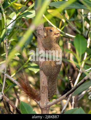 Das rotbauchige Eichhörnchen klettert auf den Baum. Pallas-Eichhörnchen (Callosciurus erythraeus) in tropischer Natur, Thailand. Stockfoto