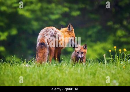 Niedliche braune Mutter Fuchs Pflege ihr Baby Welpen im Wald im Frühjahr Stockfoto