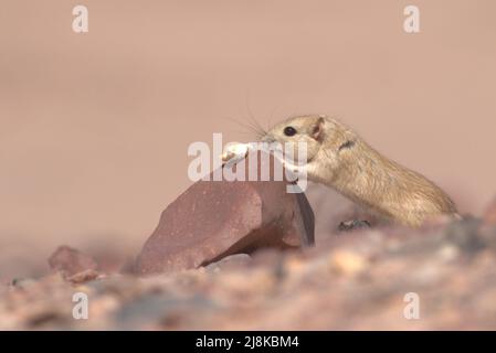 Seidige Jird in der östlichen Wüste Ägyptens Stockfoto