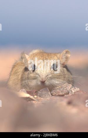 Seidige Jird in der östlichen Wüste Ägyptens Stockfoto