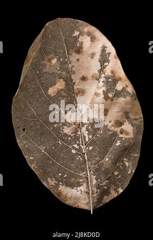 Getrocknetes Blatt, zartes altes Blattskelett isoliert auf schwarzem Hintergrund, Venenstruktur, Nahaufnahme Stockfoto