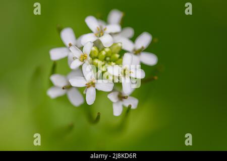 Senf-Knoblauch blüht auf einem Wanderweg in Branford, Connecticut. Stockfoto