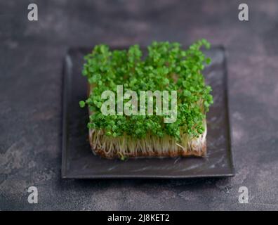 Mikrogemüse, Körner und Sprossen aus Mungbohne auf einem Holztisch, nützliche Bio-Pflanzen, Mikrogemüse für Salat, gesundes Lebensmittelkonzept Stockfoto