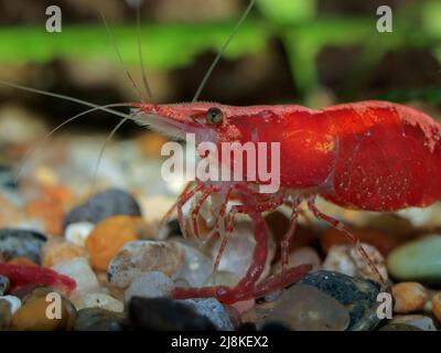 Nahaufnahme einer Süßwasser-Kirschroten Garnele (Neocaridina davidi) in einem Aquarium, die einen Blutwurm (Chironomid) frisst Stockfoto