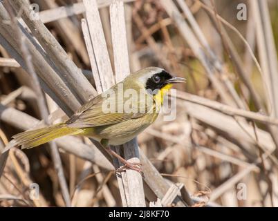 Ein gewöhnlicher Gelbkehlensänger in Sumpfreben Stockfoto