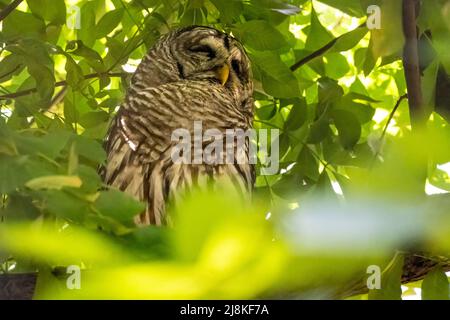 Barred Owl (Strix varia), auch bekannt als Hoot Owl, im Naturzentrum Three Forks im Sequoyah State Park in Cherokee County, Oklahoma. (USA) Stockfoto