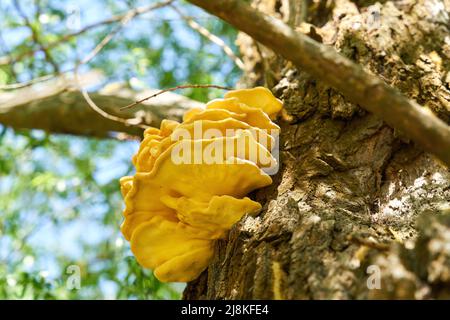 Hellgelber gemeiner Schwefel, Pilz Laetiporus sulfureus auf dem Stamm einer alten Weide Stockfoto