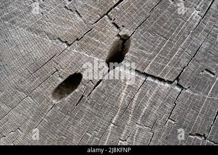 Futtertunnel eines großen steinbock-Käfers, Cerambyx cardo, im Holz einer englischen Eiche, quercus robur Stockfoto