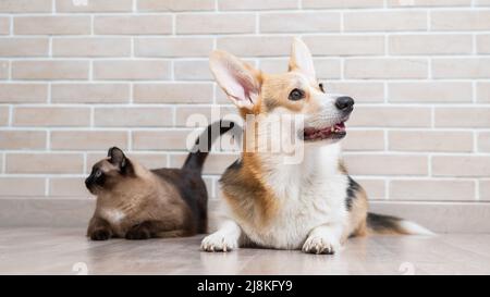 Corgi tricolor und Thai Katze auf dem Hintergrund einer Backsteinmauer. Stockfoto