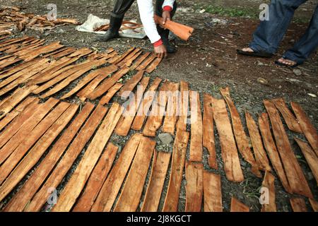 Ein Mann, der Zimt trocknet, bellt in der Sonne in Kayu Aro, Kerinci, Jambi, Indonesien. Stockfoto