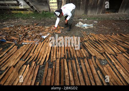 Ein Mann, der Zimt trocknet, bellt in der Sonne in Kayu Aro, Kerinci, Jambi, Indonesien. Stockfoto