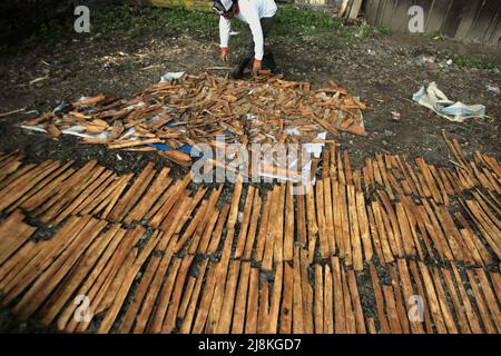 Ein Mann, der Zimt trocknet, bellt in der Sonne in Kayu Aro, Kerinci, Jambi, Indonesien. Stockfoto