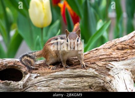 Ein süßer kleiner Chipmunk steht auf einem hohlen Baumstamm in einem Tulpengarten im Frühling wach