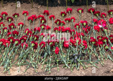 Balabyne, Ukraine. 13.. Mai 2022. Dutzende rote Chrysanthemum ruhen auf dem Grab von Sergej Titow, Sergeant der Nationalgarde der Ukraine, der durch russische Schüsse in Orichiv, Region Saporischschja, getötet wurde. Russland marschierte am 24. Februar 2022 in die Ukraine ein und löste damit den größten militärischen Angriff in Europa seit dem Zweiten Weltkrieg aus Kredit: SOPA Images Limited/Alamy Live Nachrichten Stockfoto