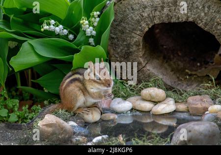 Gestreifter Streifenhörnchen blickt in einen kleinen Teich mit Felsen, von lilly of the Valley Flowers Stockfoto