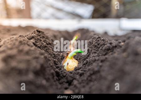 Der Prozess der Pflanzung von Zwiebeln im Garten. Glühlampe in eine Vertiefung im Boden Stockfoto