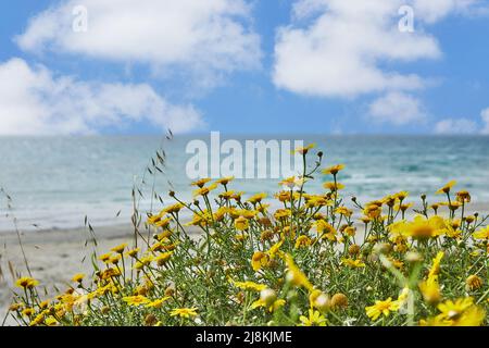 Landschaft, mit Wolken am Ufer des Mittelmeers, die gelbe Blumen wachsen. Stockfoto