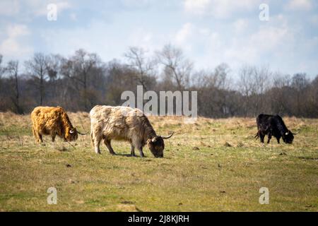 Drei weidende Hochlandrinder auf dem belgischen Land Stockfoto