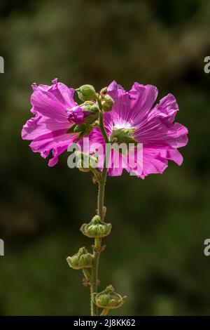 Rosa Blume von Alcea rosea, dem gemeinen Hollyhock. Frühling. Selektiver Fokus. Nahaufnahme Stockfoto
