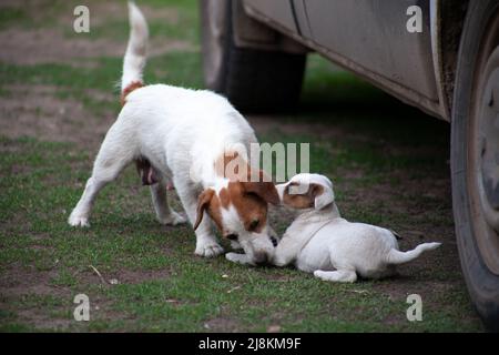 Jack Russell Terrier Mutter mit Welpen spielt im Hof Stockfoto