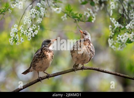 Ein Paar Drosseln sitzt Seite an Seite auf einem Baum in einem blühenden Park Stockfoto