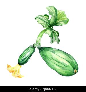 Pflanzenmarkspflanze Aquarell-Illustration auf weiß. Stiel mit Blättern, grünen Kürbis, ganze Zucchini, Kürbis, Zucchini handbemalt für d Stockfoto