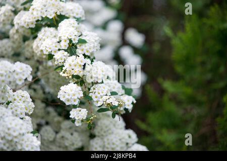 Blühende Zweige der Spiraea vanhouttei im Frühlingsgarten im Mai - selektiver Fokus, Kopierraum Stockfoto