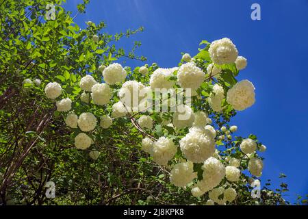 Echte Schneebälle (Viburnum opulus), Roseumsorte, blühend, Bourscheid, Diekirch-Bezirk, Ardennen, Luxemburg, Europa Stockfoto