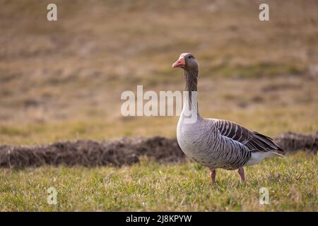 Aufmerksame einzelne Graugans auf der Insel Spiekeroog, Deutschland. Stockfoto