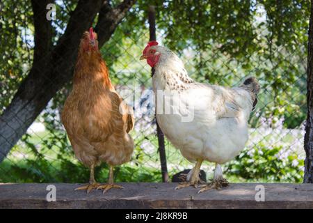 Zwei Hühner am Zaun Stockfoto