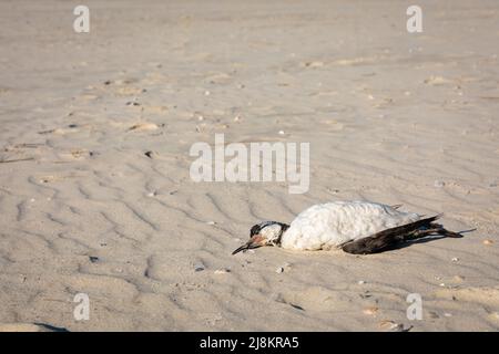 Toter Seevogel an Land gewaschen, Spiekeroog, Deutschland Stockfoto